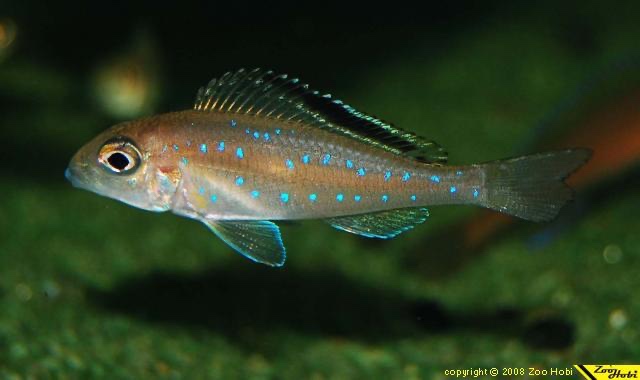 Xenotilapia spilopterus 'Cape Kachese'